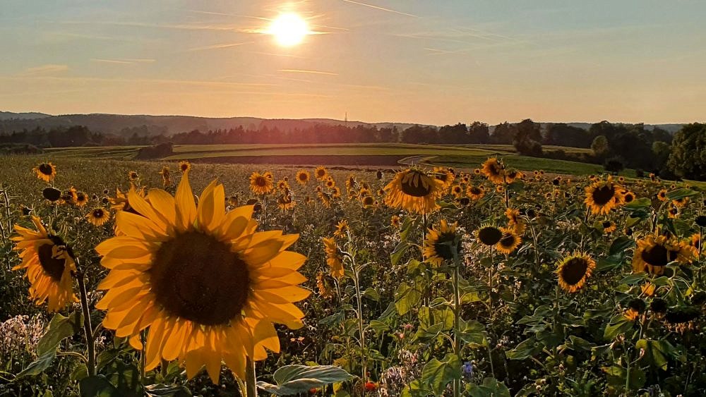 Late summer atmosphere in Franconian Switzerland at the end of our hike