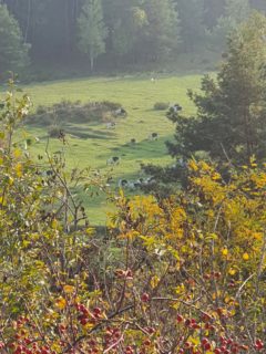Landscape in Beilgries